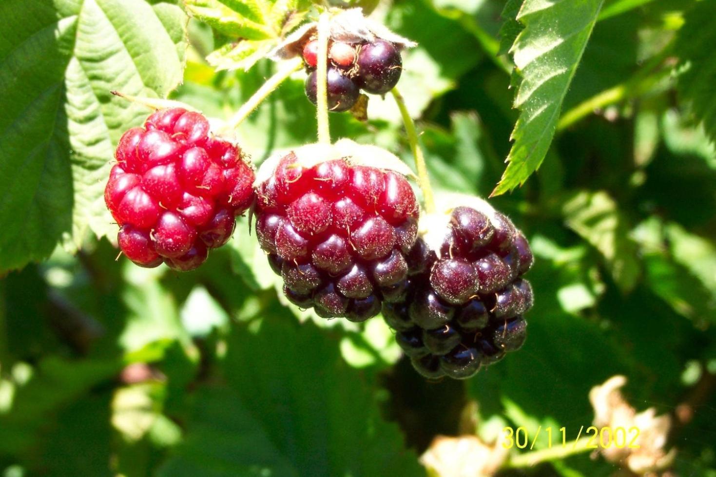 Wildebraam Berry Estate Βίλα Swellendam Εξωτερικό φωτογραφία