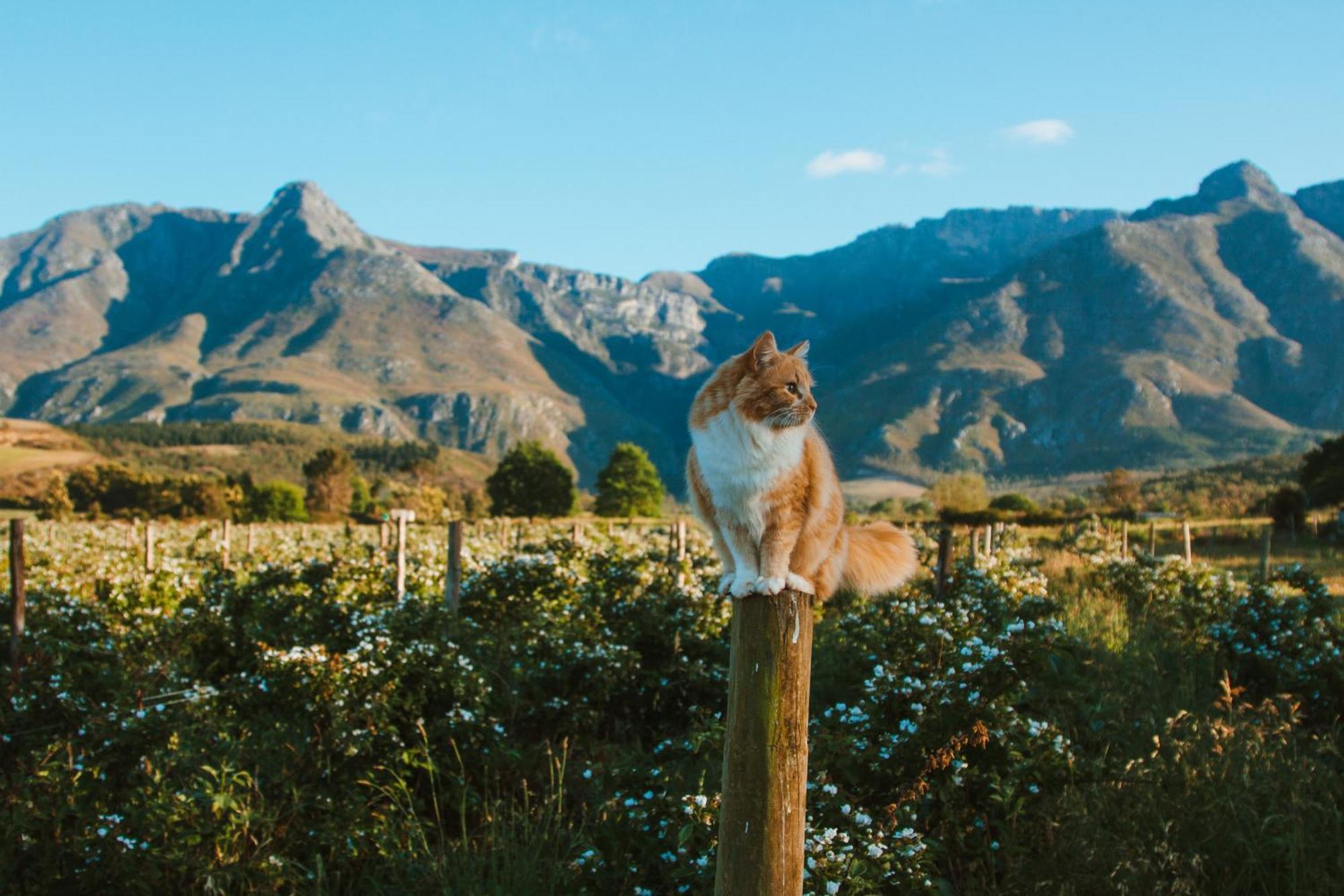 Wildebraam Berry Estate Βίλα Swellendam Εξωτερικό φωτογραφία