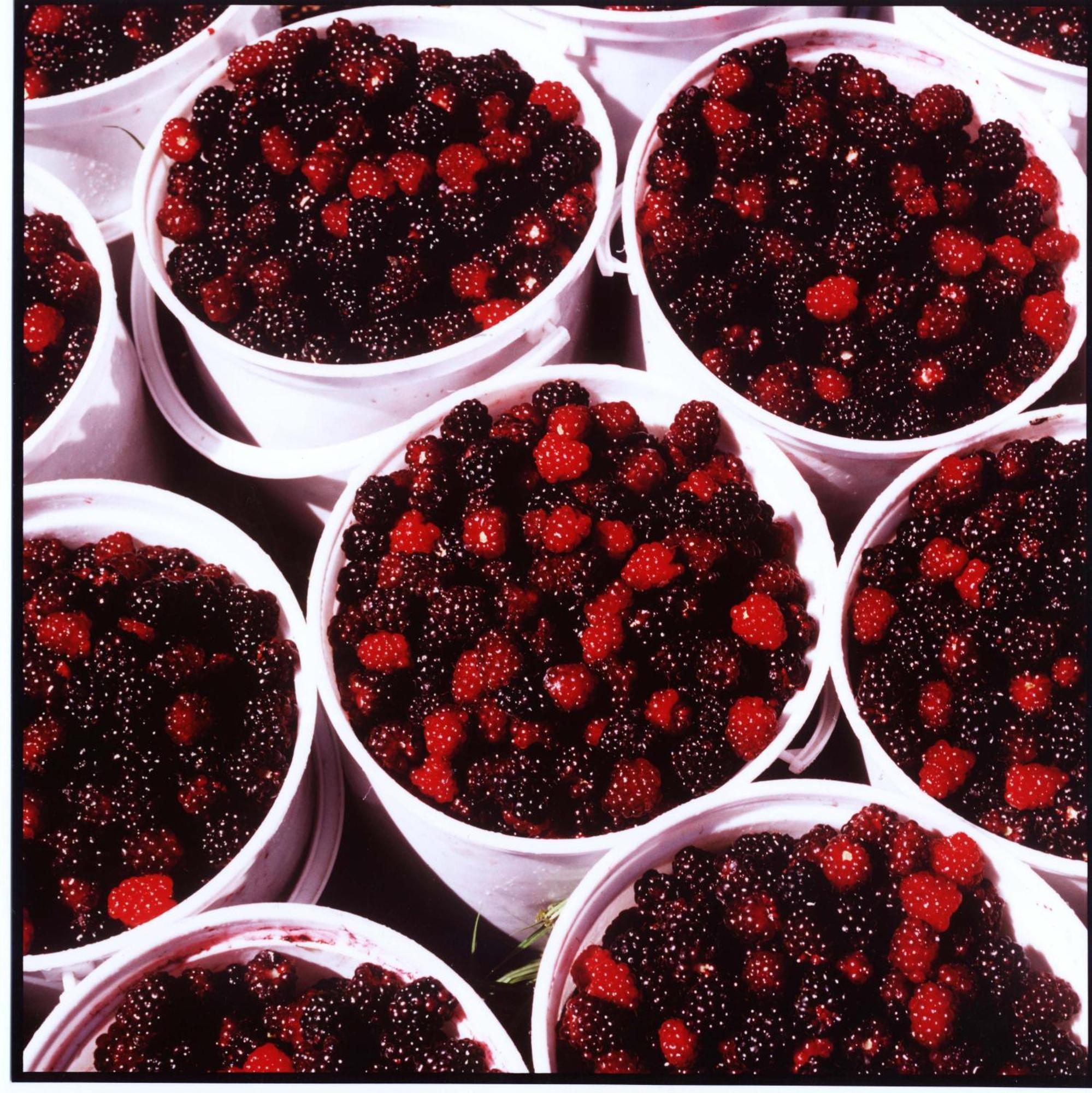 Wildebraam Berry Estate Βίλα Swellendam Εξωτερικό φωτογραφία