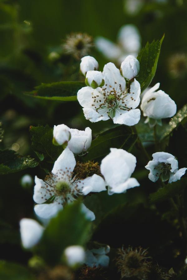 Wildebraam Berry Estate Βίλα Swellendam Εξωτερικό φωτογραφία